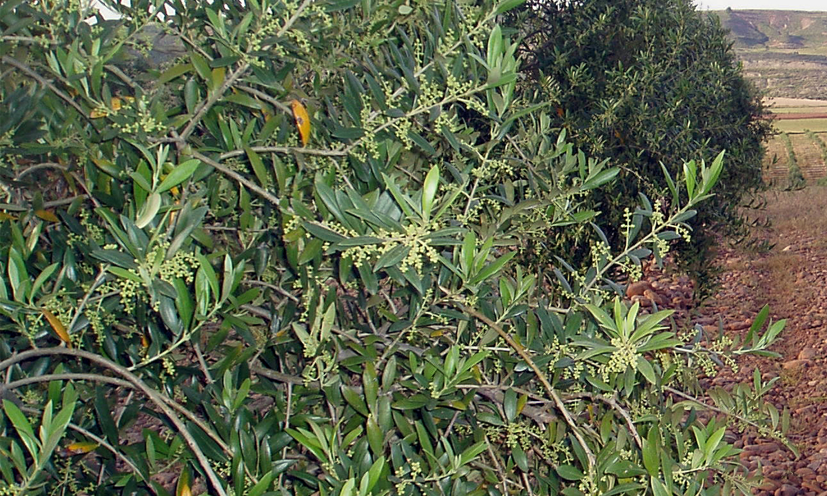 Curso de poda de olivo en Badarán