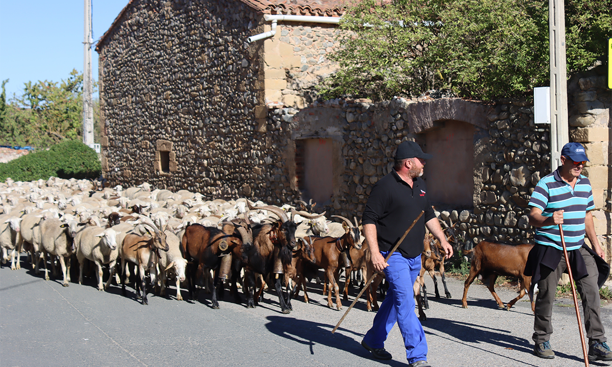 La trashumancia declarada Bien de Interés Cultural en La Rioja